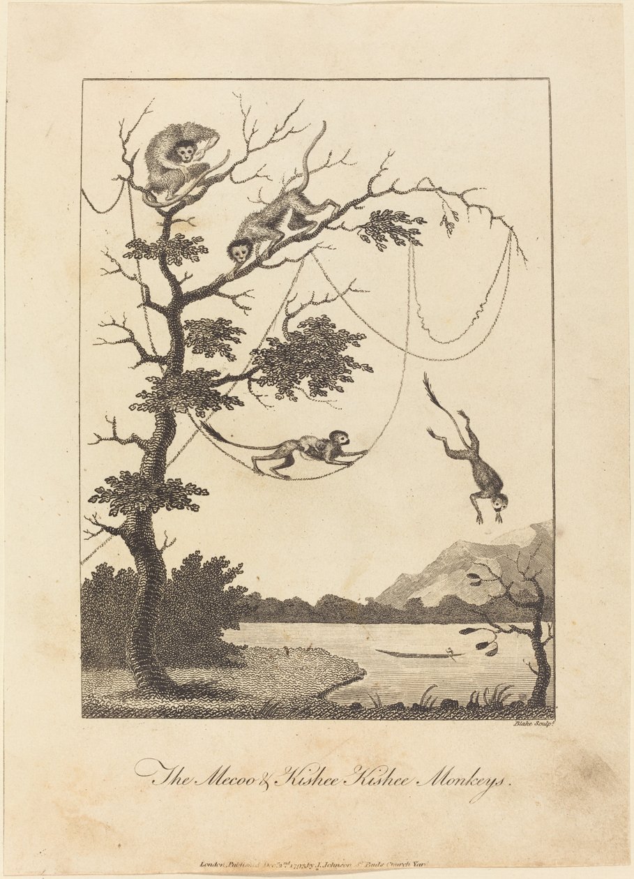 Los monos Mecoo y Kisbee Kishee de William Blake after John Gabriel Stedman
