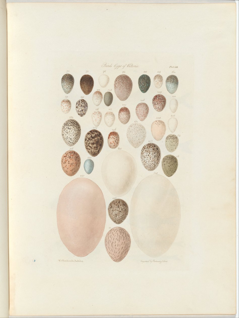 Huevos de aves de Victoria. El folio inédito Australia Terra Cognita por William Blandowski. 1855-56 de William Blandowski
