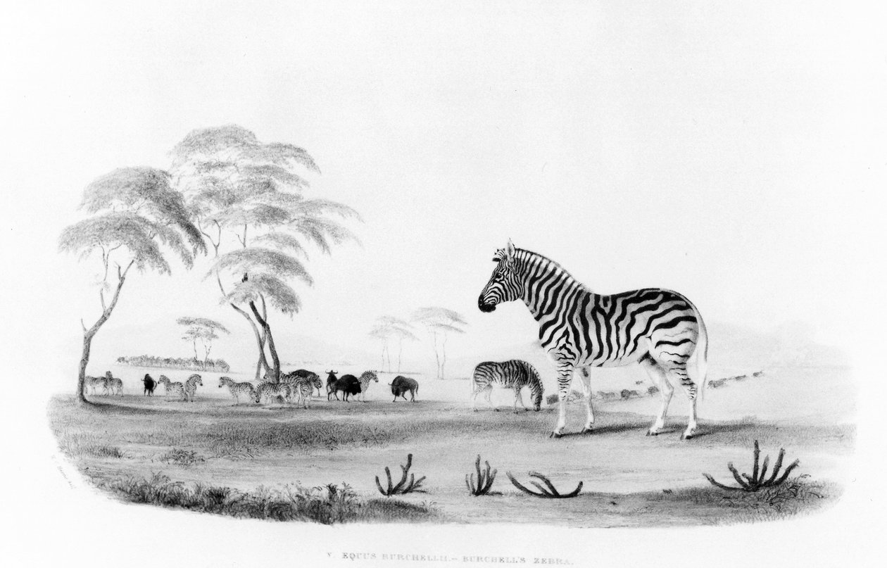 Equus burchelli, o cebra de Burchell, de 