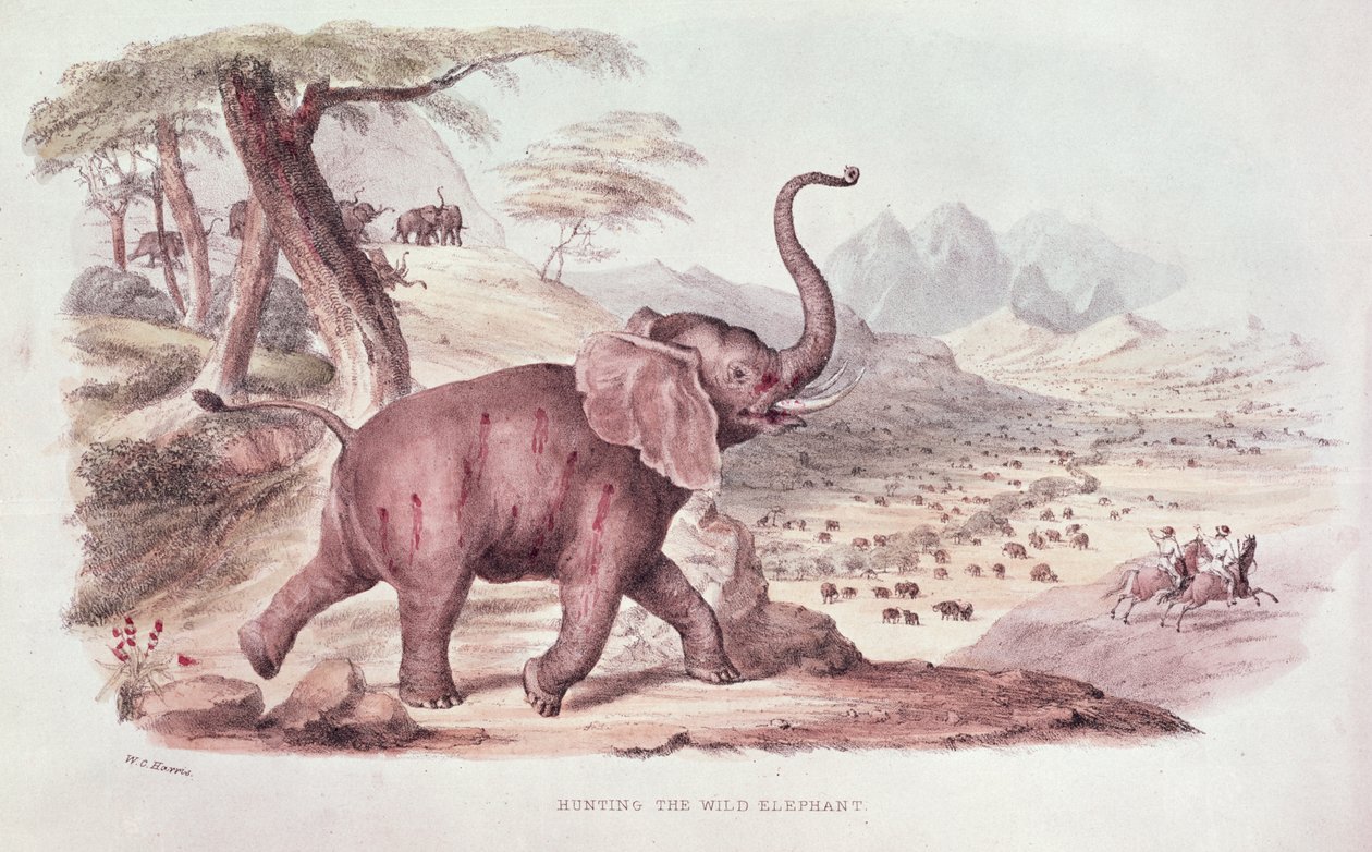 Cazando el elefante salvaje, ilustración de 