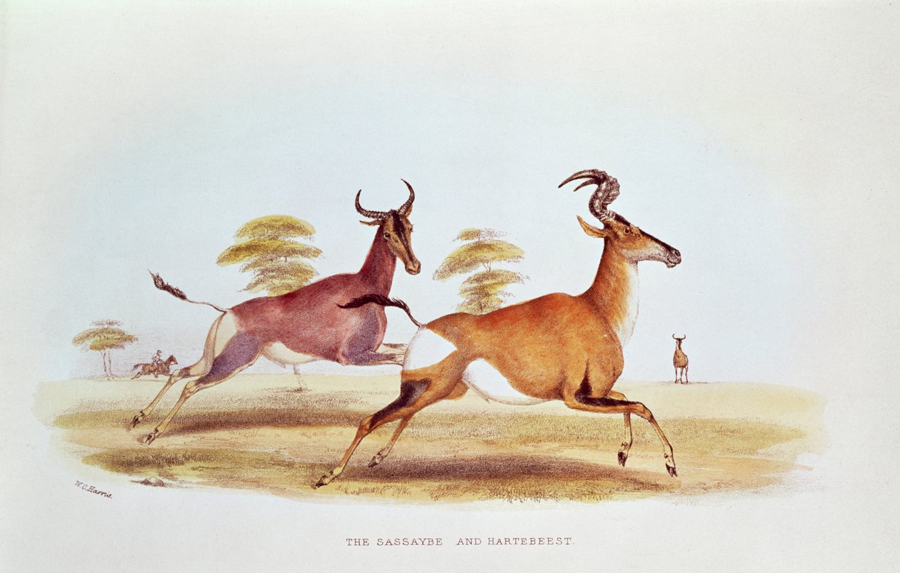 El Sassaybe y el Hartebeest, ilustración de 