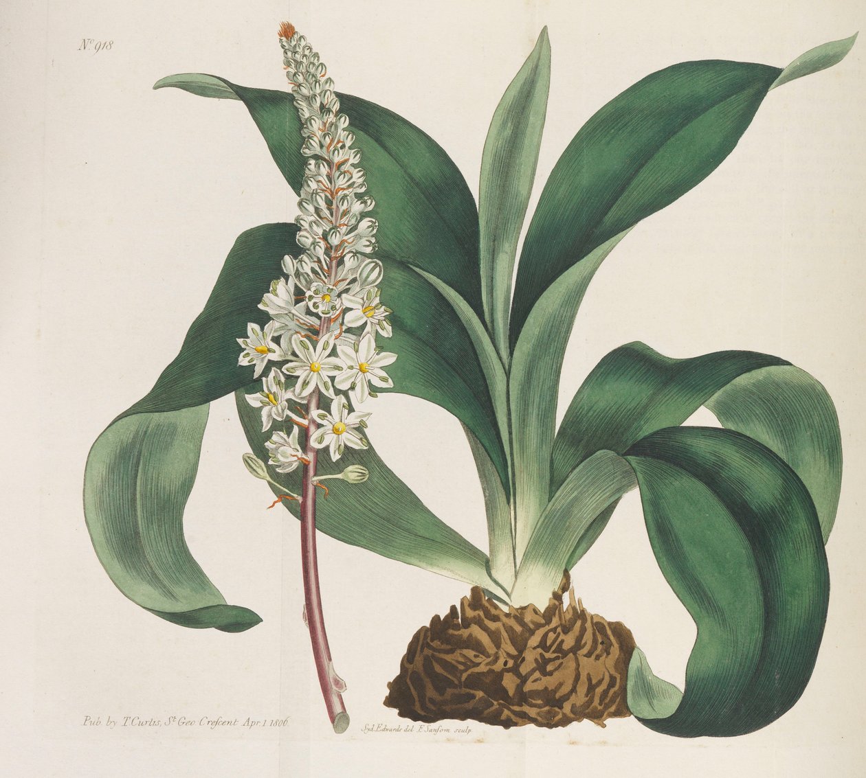 Revista Botánica, 1787-1833 de William Curtis