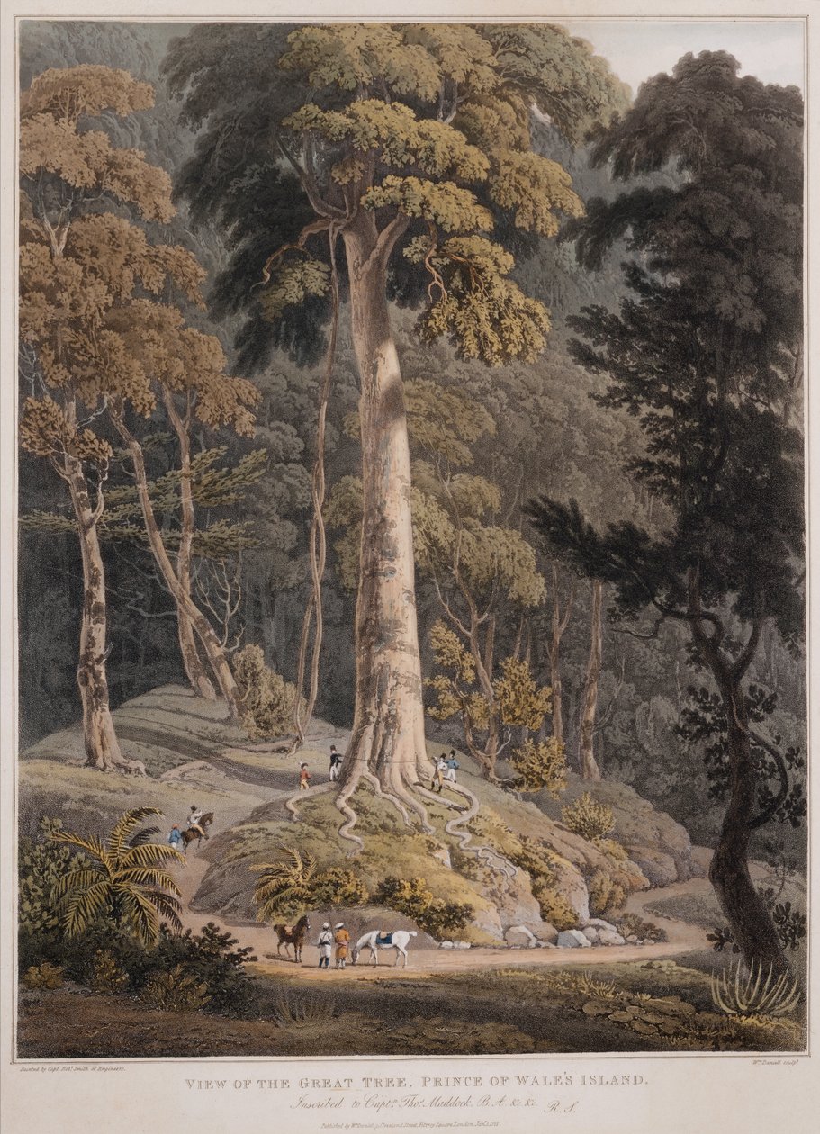 Vista del Gran Árbol, Isla del Príncipe de Gales de William Daniell