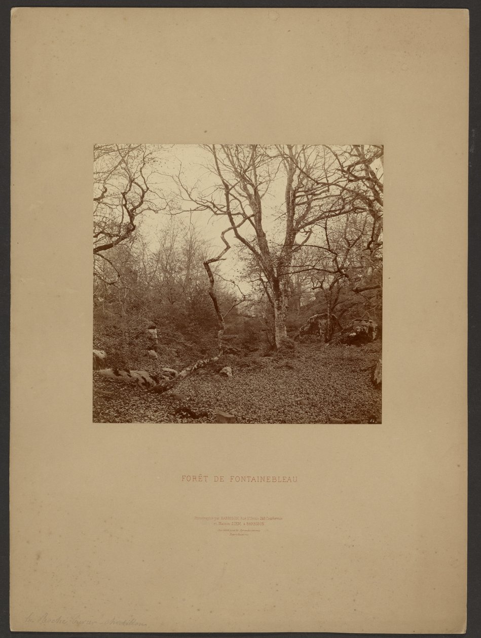 Bosque de Fontainebleau de William Drooke Harrison