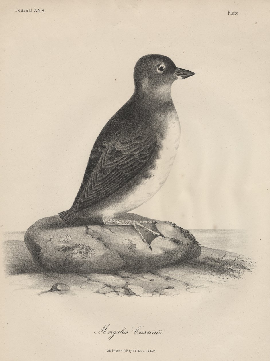 Megalus Cassinii, litografía de J.T. Bowen, 1850 de William E. Hitchcock