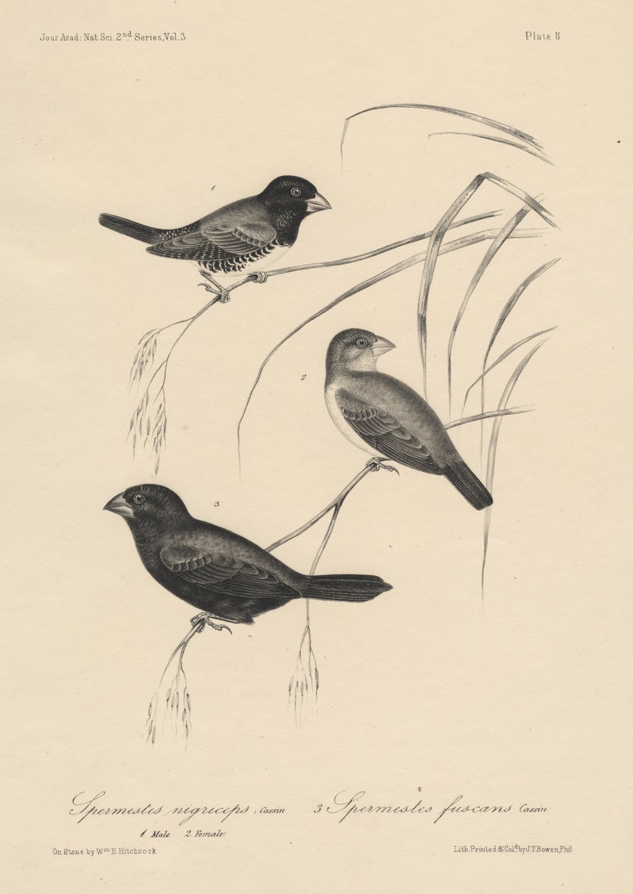 Spermestes Nigriceps (macho y hembra) y Spermestes Fuscans, litografía por J.T. Bowen, 1850 de William E. Hitchcock