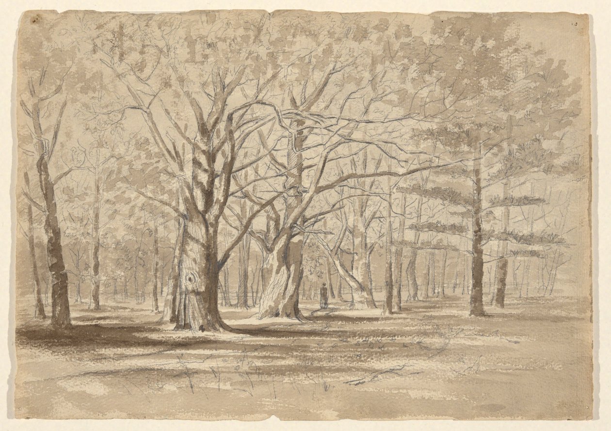bosque universitario de William Fowler Hopson