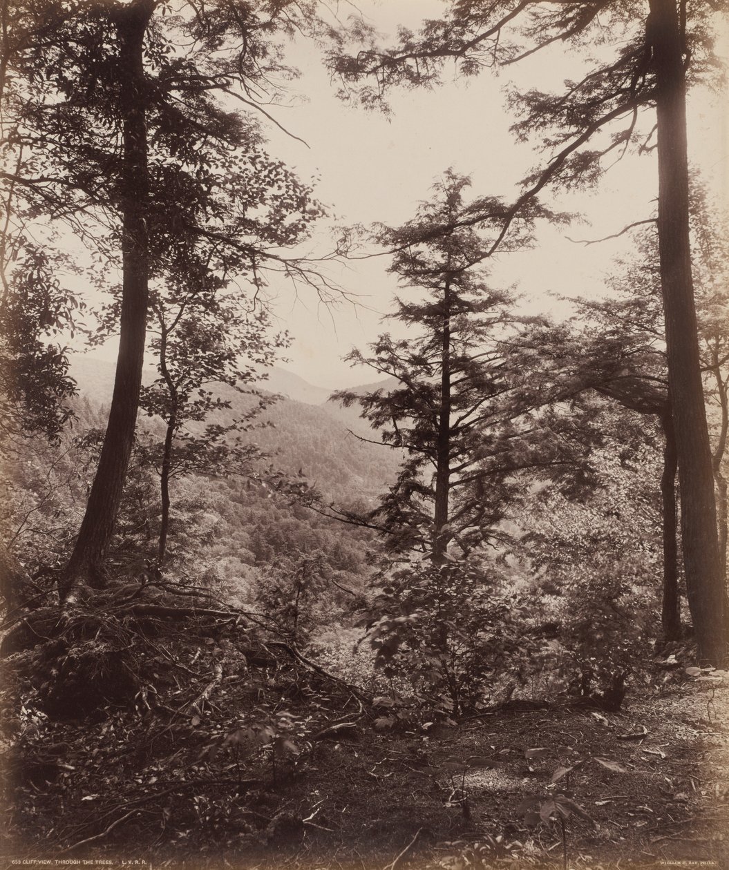 Vista del acantilado, a través de los árboles de William H. Rau
