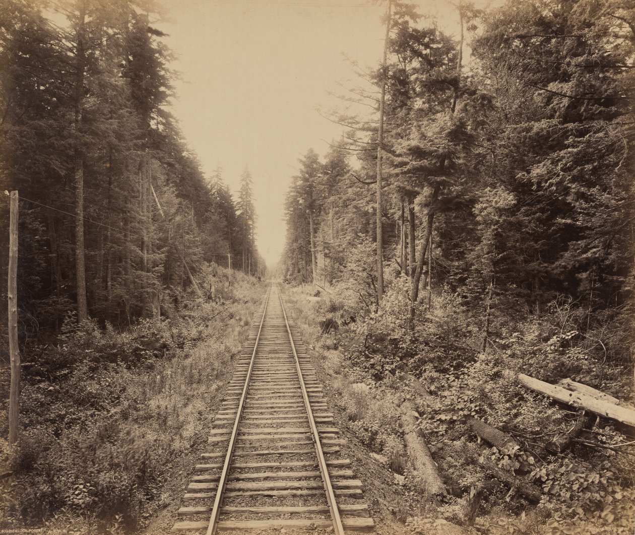 Bosque de cicuta de William H. Rau