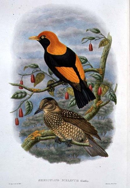 Sericulus Melinus de William Hart