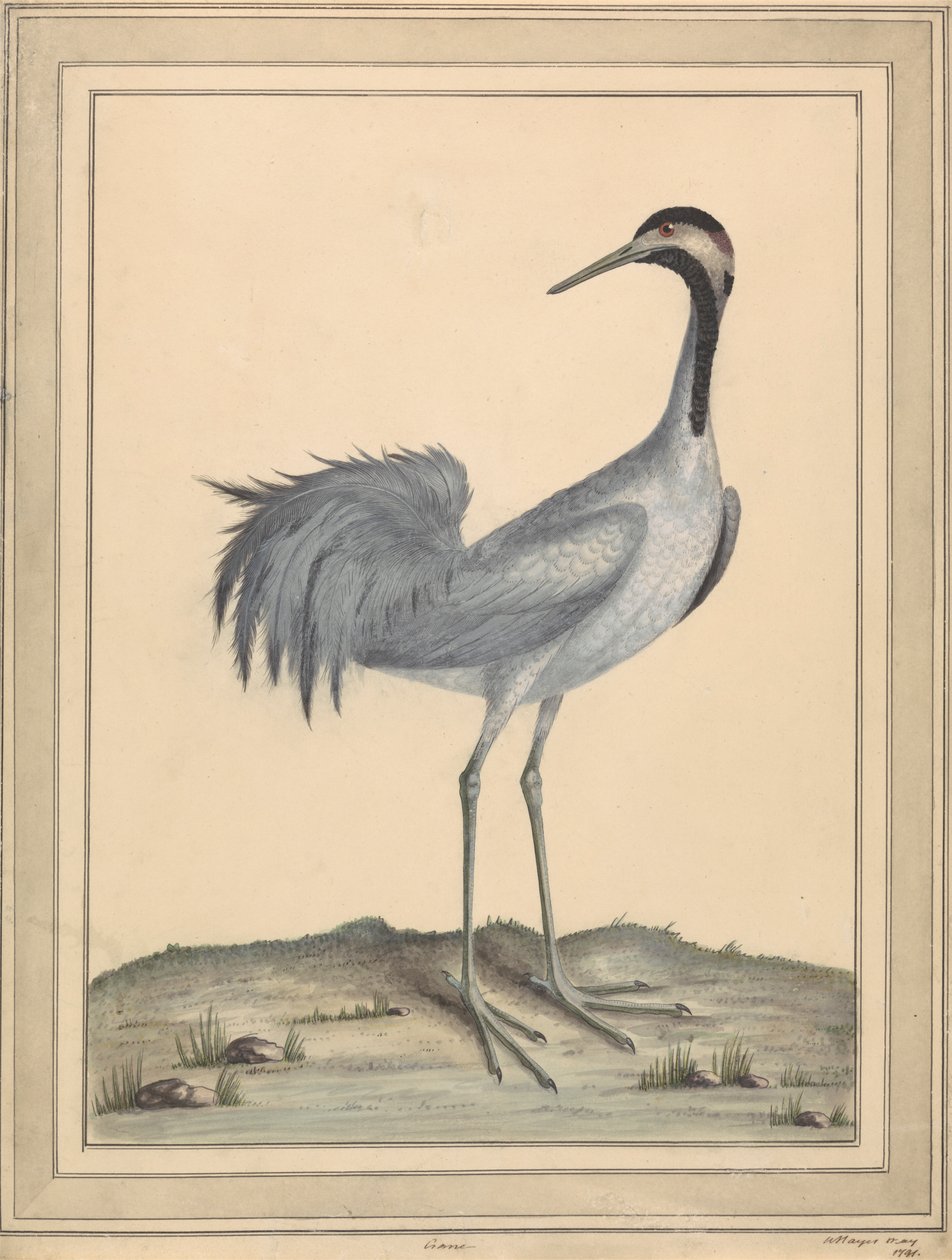 Una grúa de William Hayes