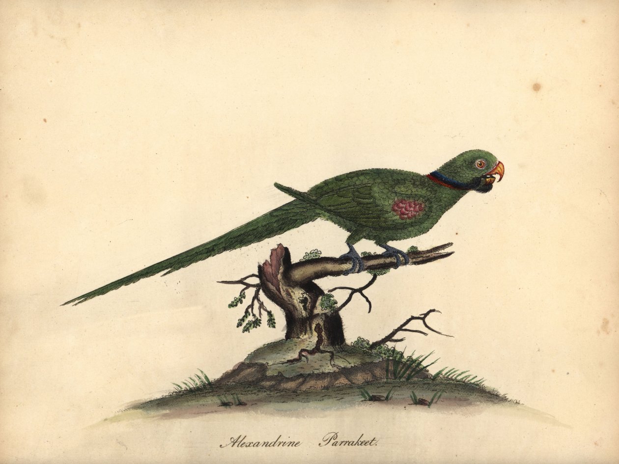 Perico Alejandrino, Psittacula eupatria. (Psittacus alexandri) Grabado en cobre coloreado a mano de una ilustración de William Hayes de Portraits of Rare and Curious Birds from the Menagery of Osterly Park. de William Hayes