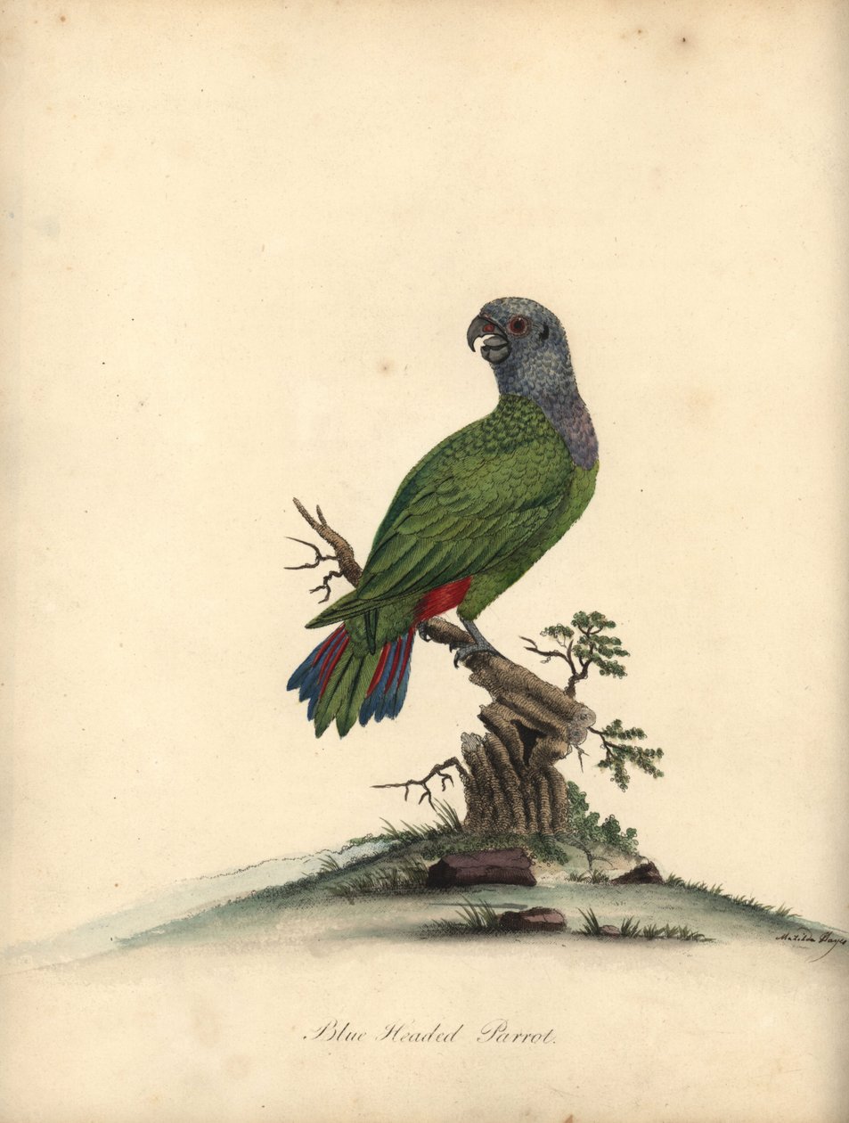 Loro de cabeza azul, Pionus menstruus. (Psittacus menstruus) Grabado en cobre coloreado a mano de una ilustración de Matilda Hayes de la obra de William Hayes Portraits of Rare and Curious Birds from the Menagery of Osterly Park. de William Hayes