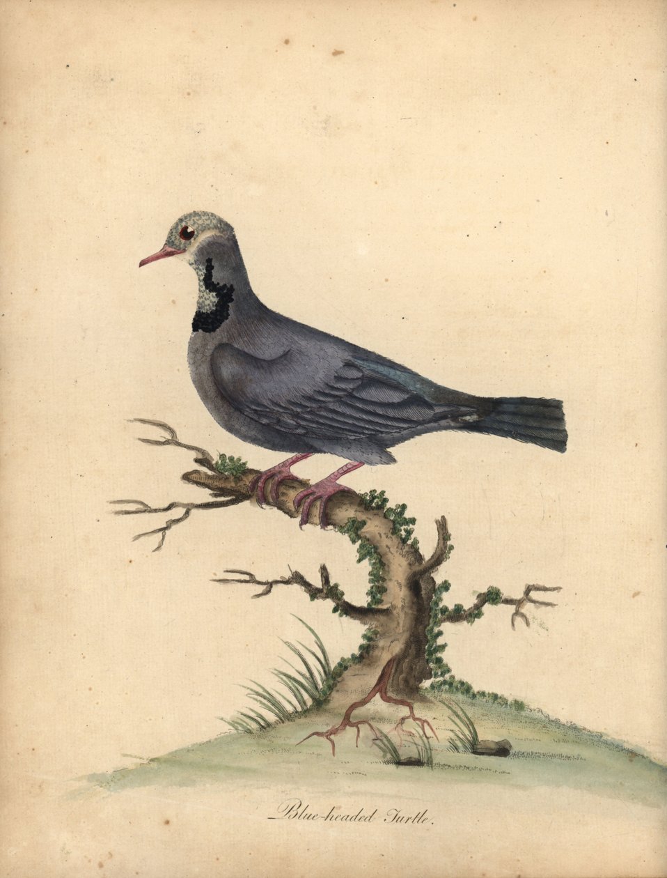 Paloma de cabeza azul, Starnoenas cyanocephala. En peligro de extinción. (Tortuga o paloma de cabeza azul, Columba cyanocephala) Grabado en cobre coloreado de una ilustración de William Hayes de Portraits of Rare and Curious Birds from the Menagery of Oste de William Hayes
