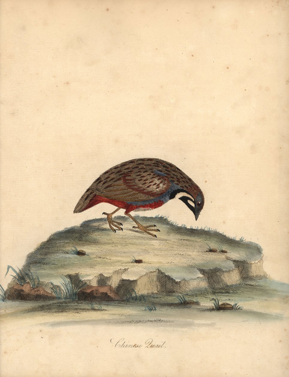 Codorniz de pecho azul, Coturnix chinensis. (Codorniz china, Tetrao chinensis) Grabado en cobre coloreado de una ilustración de William Hayes de Portraits of Rare and Curious Birds from the Menagery of Osterly Park, Londres: Bulmer de William Hayes
