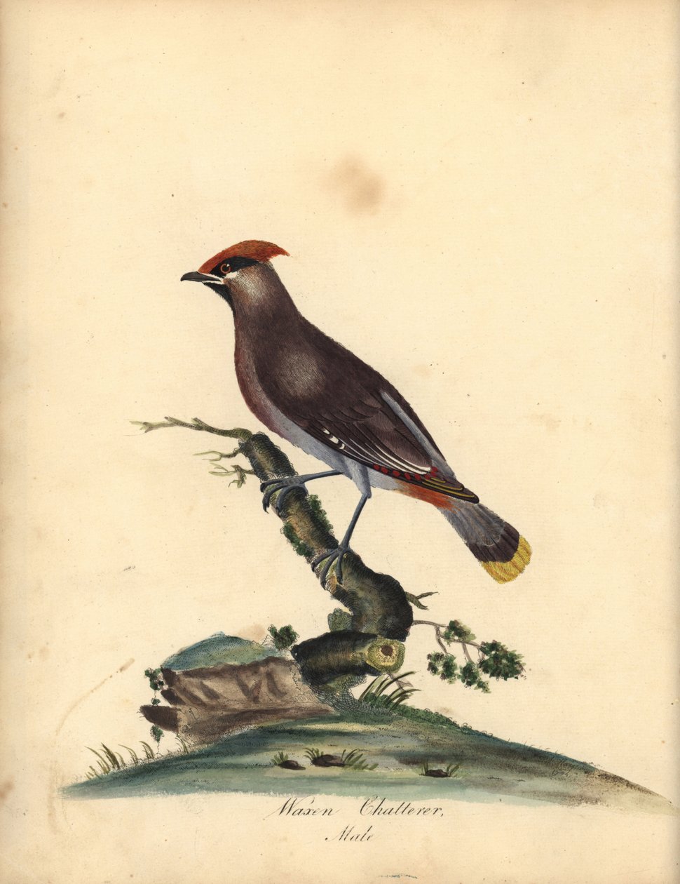 Ave de cera de Bohemia, Bombycilla garrulus. (Waxen chatterer, Ampelis garrulus) Grabado en cobre coloreado a mano de una ilustración de A (Ann) Hayes de Portraits of Rare and Curious Birds from the Menagery of Osterly Park de William Hayes, Londres: Bulme de William Hayes