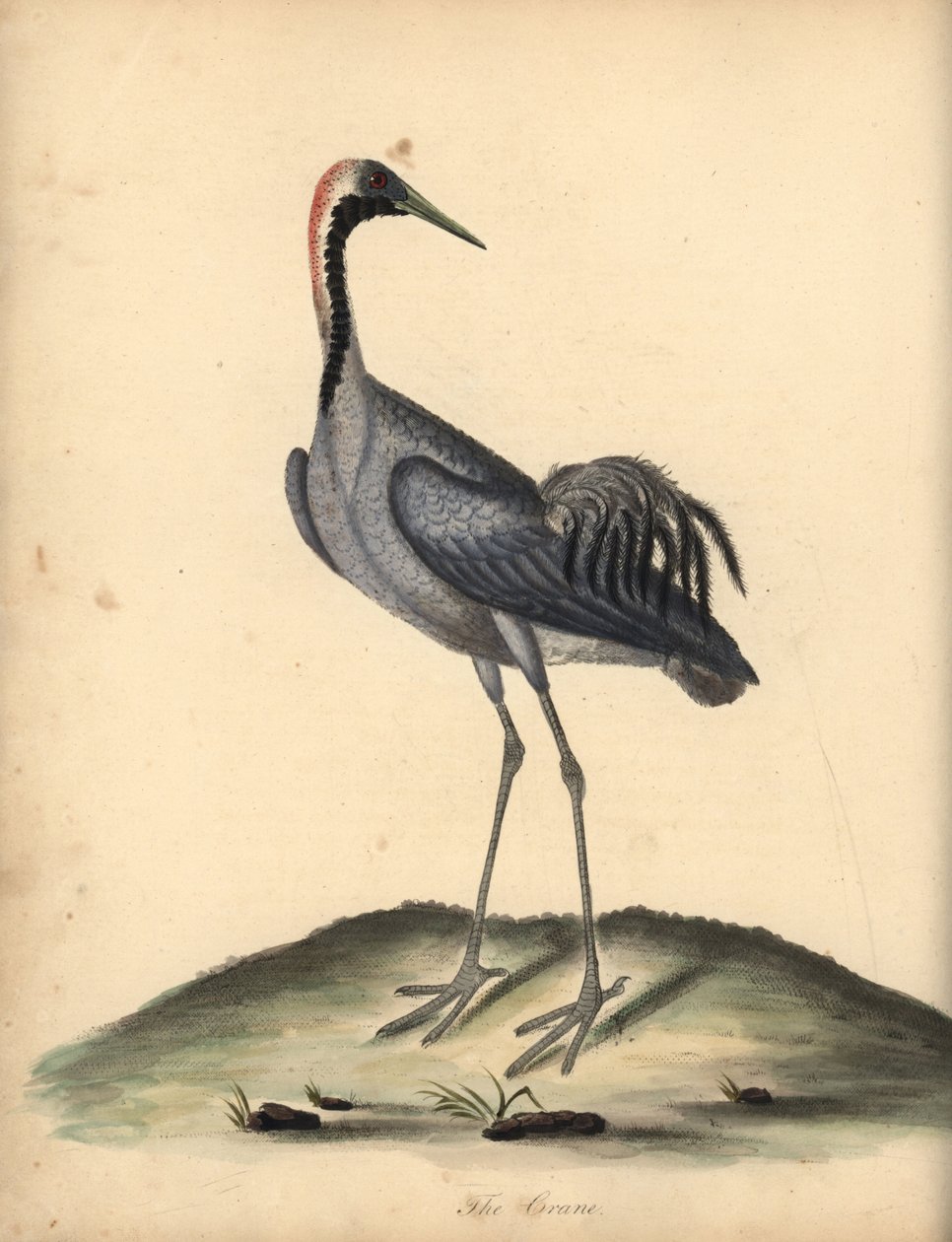 Grus grus (Ardea grus) Grabado en cobre coloreado de una ilustración de William Hayes de Portraits of Rare and Curious Birds from the Menagery of Osterly Park. de William Hayes