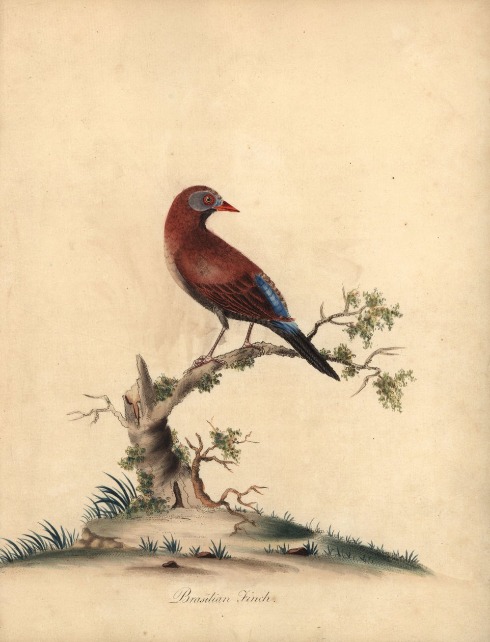 Granadero común, Uraeginthus granatinus, originario de África. (Pinzón brasileño, Fringilla granatina) Grabado en cobre coloreado a mano de una ilustración de William Hayes de Portraits of Rare and Curious Birds from the Menagery of Osterly Park, Londres:  de William Hayes