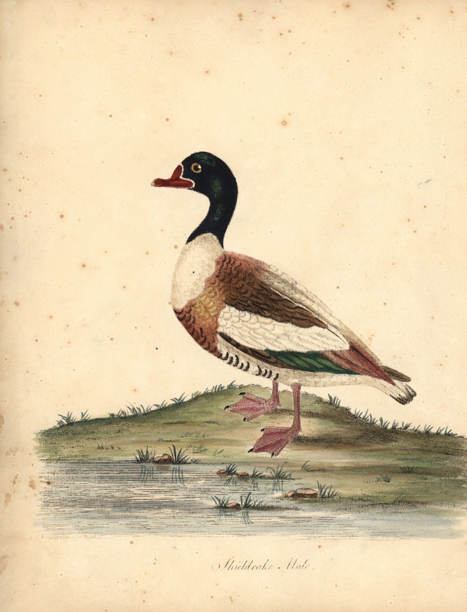 Tarro común, Tadorna tadorna. (Shieldrake, Anas tadorna.) Grabado en cobre coloreado a mano de una ilustración de William Hayes de Portraits of Rare and Curious Birds from the Menagery of Osterly Park (Londres: Bulmer de William Hayes
