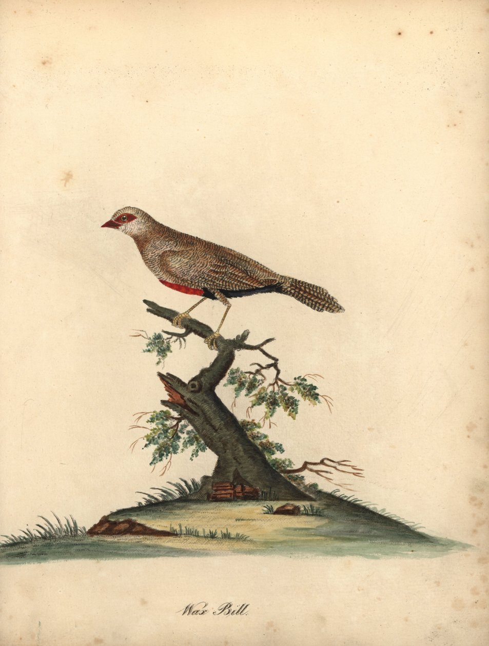 Pico de cera común, Estrilda astrild. (Loxia astreld) Grabado en cobre coloreado a mano de una ilustración de William Hayes de Portraits of Rare and Curious Birds from the Menagery of Osterly Park. de William Hayes