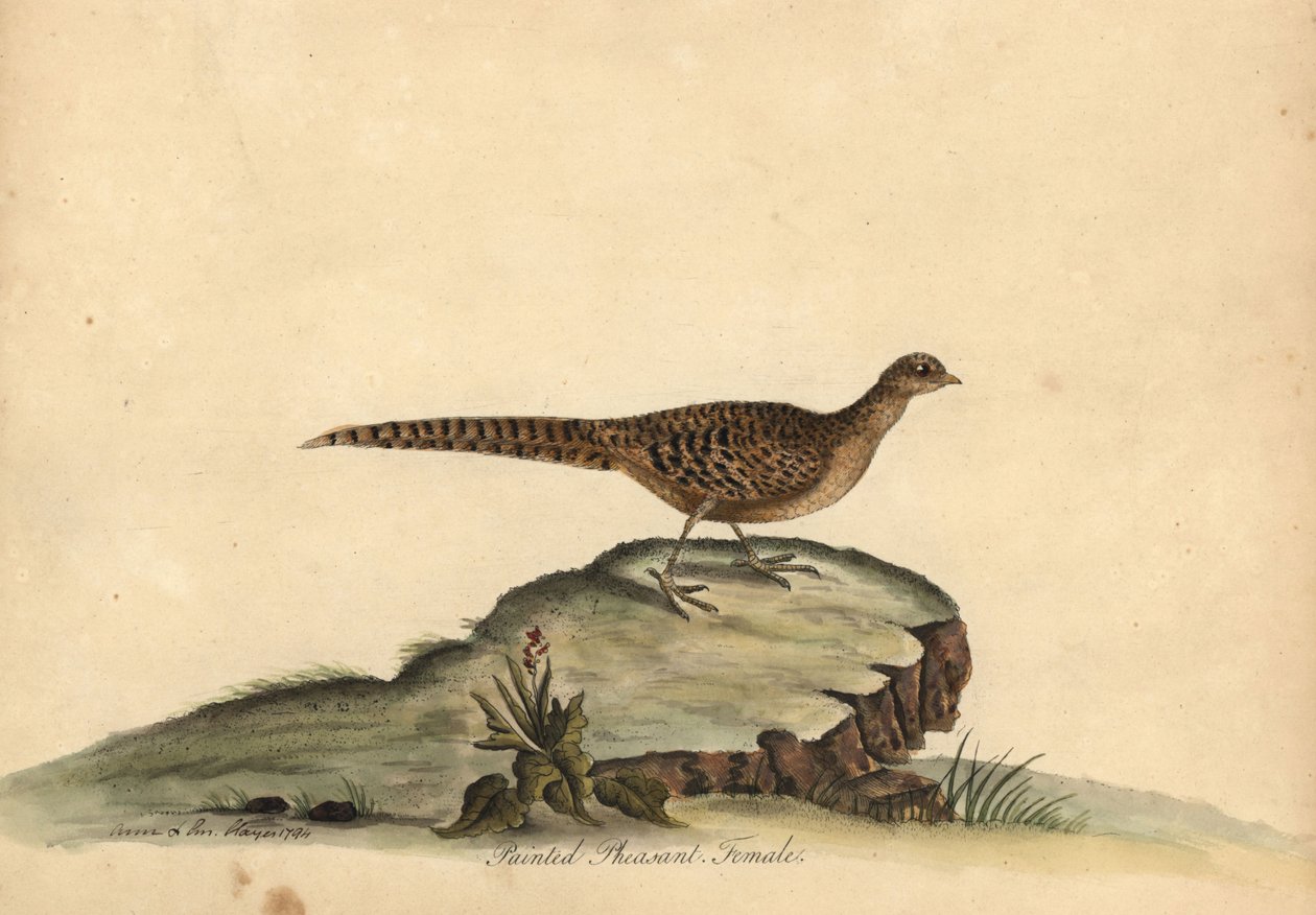 Faisán dorado o chino, Chrysolophus pictus, hembra. (Faisán pintado, Phasianus pictus) Grabado en cobre coloreado a mano de una ilustración de Ann y Emily Hayes de la obra de William Hayes Portraits of Rare and Curious Birds from the Menagery of Osterly de William Hayes