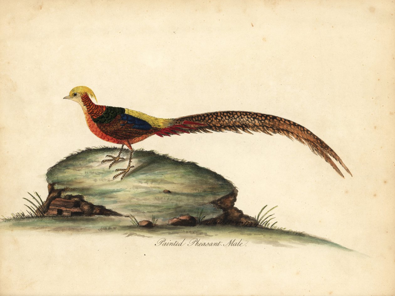 Faisán dorado o chino, Chrysolophus pictus, macho. (Faisán pintado, Phasianus pictus) Grabado en cobre coloreado a mano de una ilustración de William Hayes de Portraits of Rare and Curious Birds from the Menagery of Osterly Park, Londres: Bulmer de William Hayes
