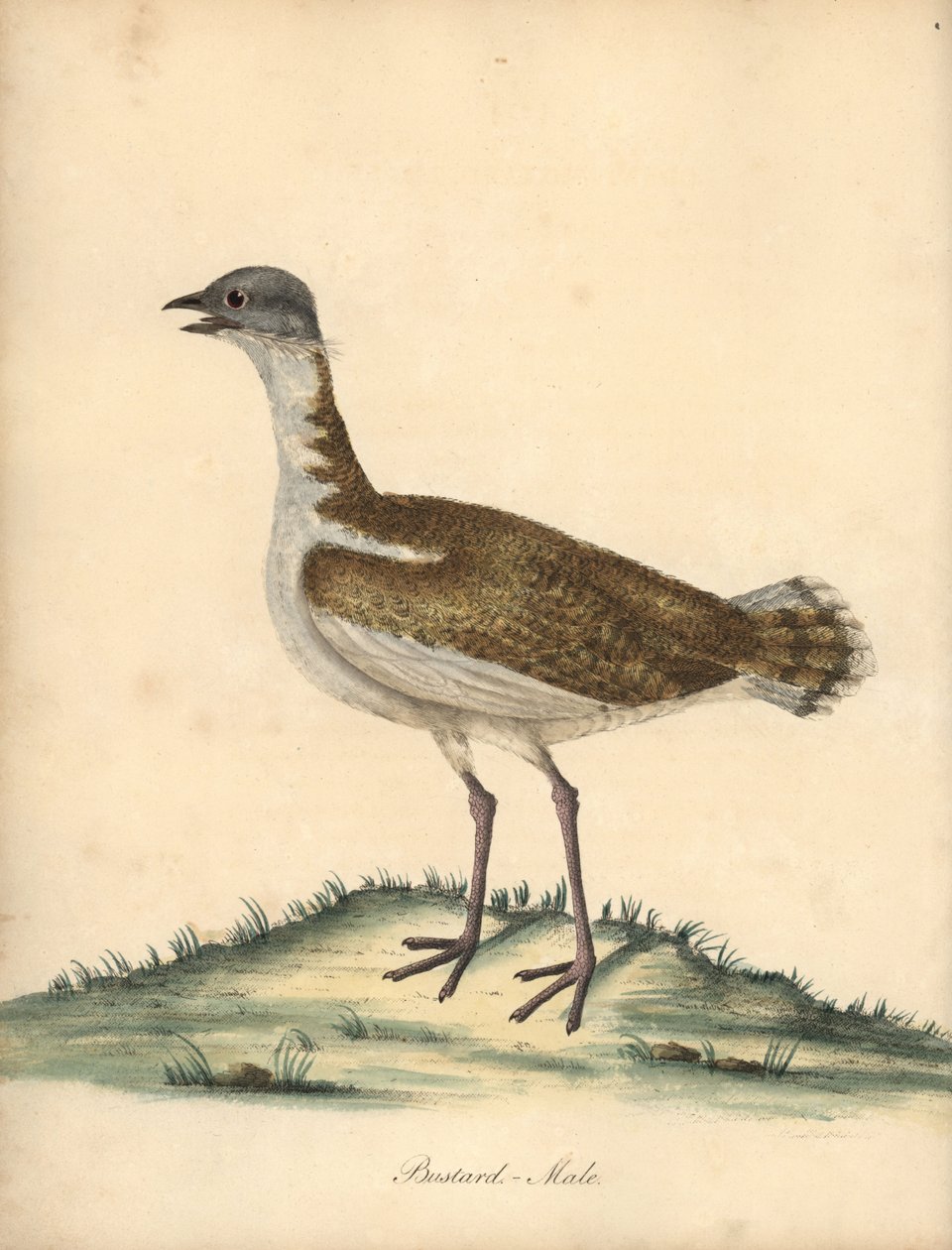 Avutarda, Otis tarda, macho. Vulnerable. Grabado en cobre coloreado a mano de una ilustración de William Hayes de Portraits of Rare and Curious Birds from the Menagery of Osterly Park (Londres: Bulmer de William Hayes