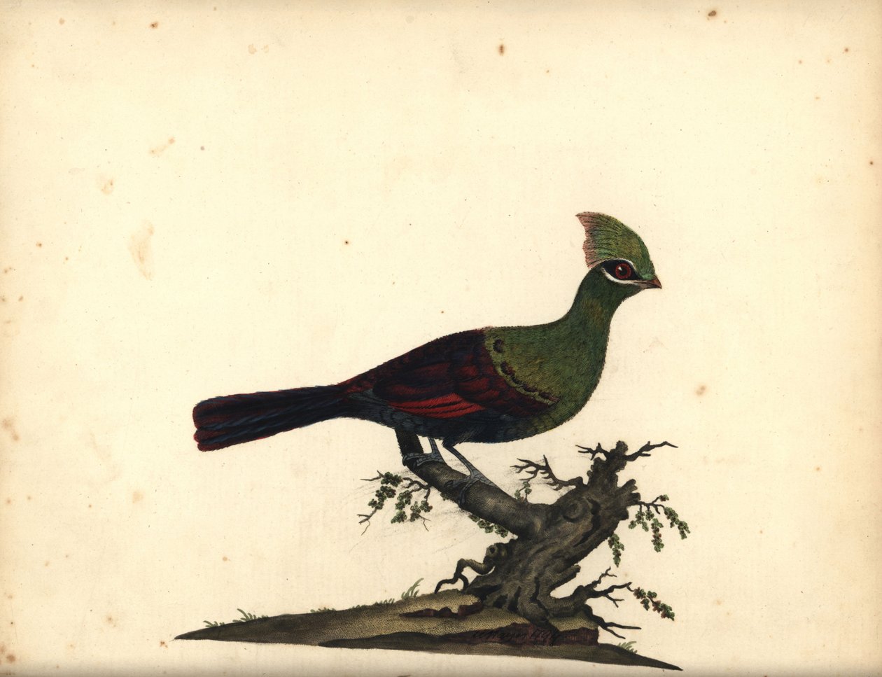 Turaco de Guinea o verde, Tauraco persa. (Touraco, Cuculus persa) Grabado en cobre coloreado a mano de una ilustración de William Hayes de Portraits of Rare and Curious Birds from the Menagery of Osterly Park, Londres: Bulmer de William Hayes