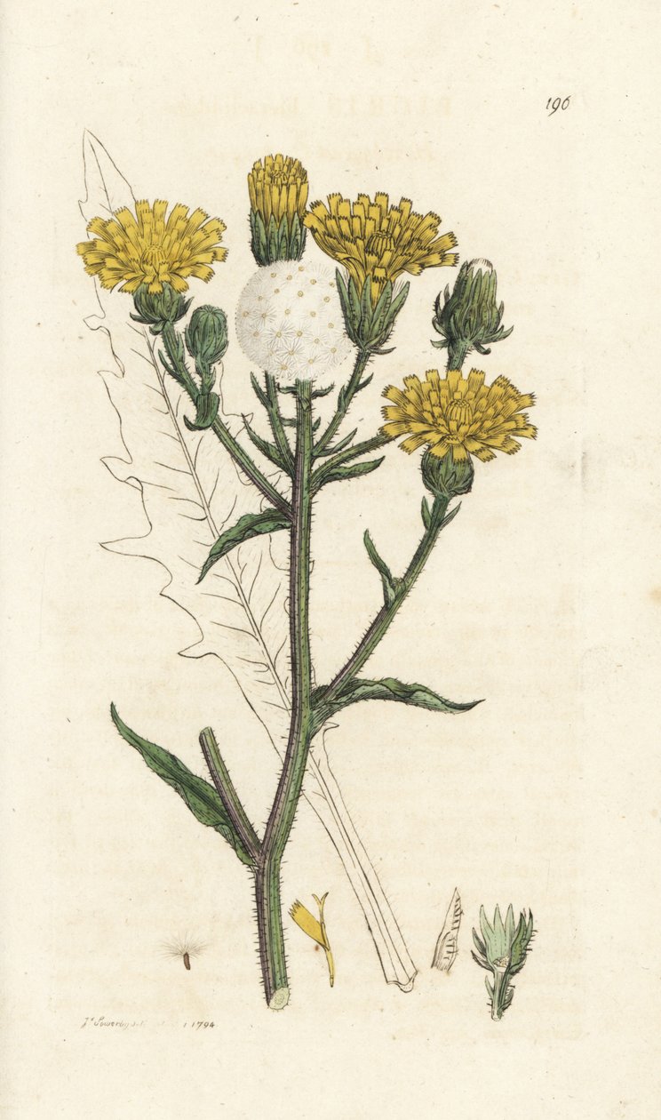 Lengua de buey Hawkweed, Picris hieracioides. Grabado en cobre coloreado a mano por James Sowerby de la obra Botánica inglesa de James Smith, Londres de William Hayes