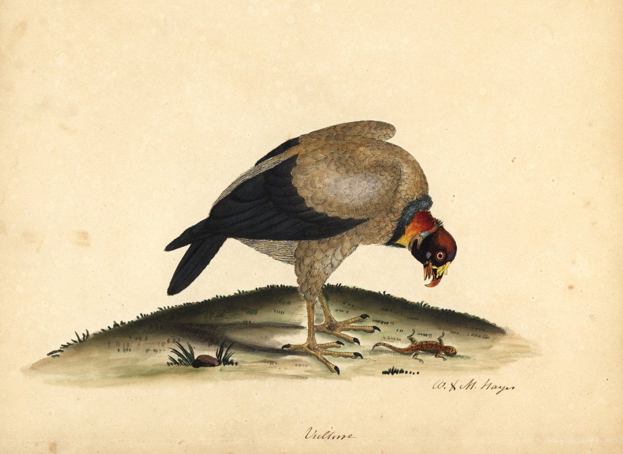 Buitre real, Sarcoramphus papa (Vultur papa). Grabado en cobre coloreado a mano de una ilustración de William Hayes y su hija M (Matilda) de Portraits of Rare and Curious Birds from the Menagery of Osterly Park. de William Hayes