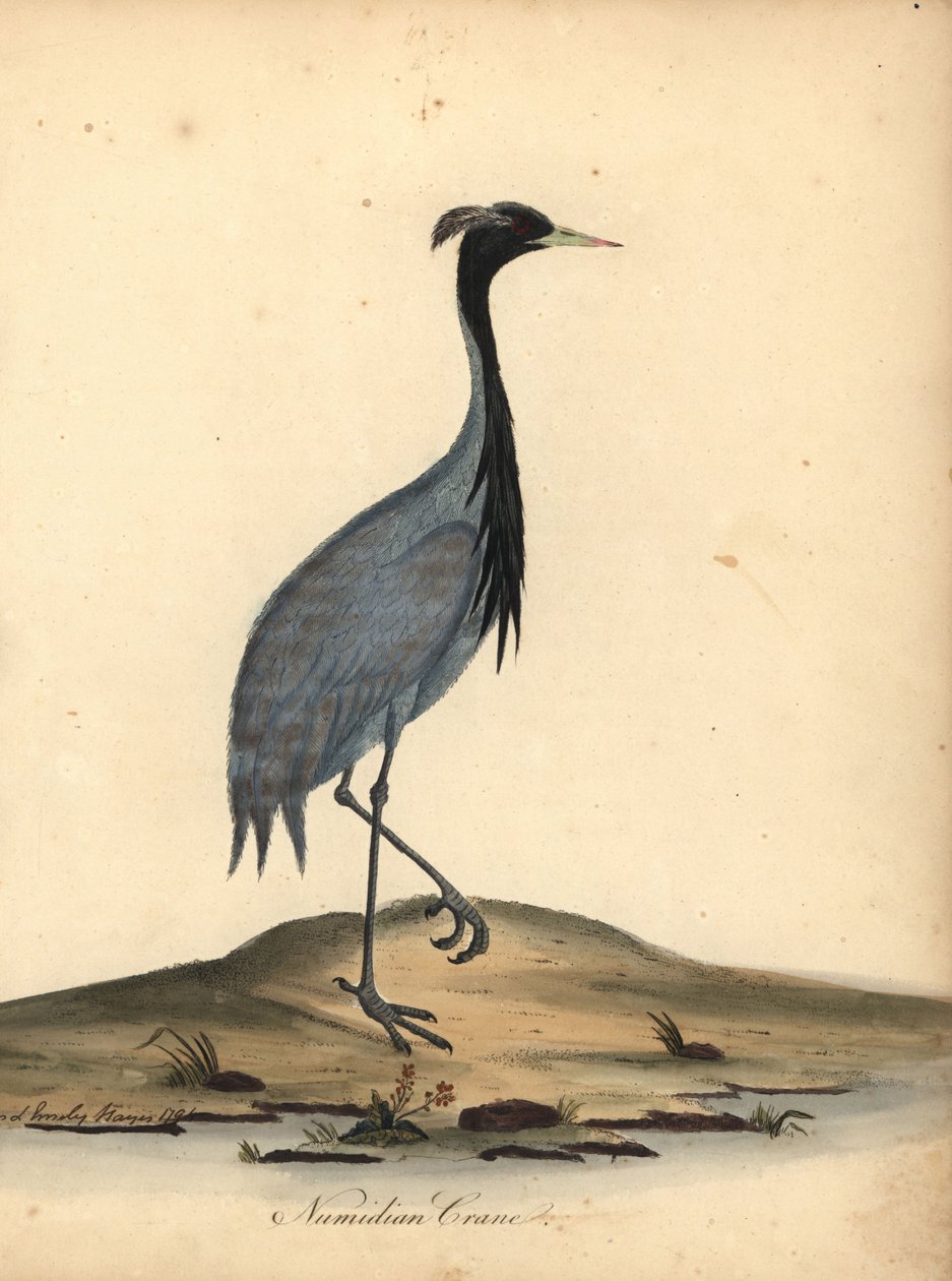 Mademoiselle crane, Anthropoides virgo (grulla numidiana, Ardea virgo). Grabado en cobre coloreado a mano de una ilustración de Ann y Emily Hayes de la obra de William Hayes Portraits of Rare and Curious Birds from the Menagery of Osterly Park. de William Hayes