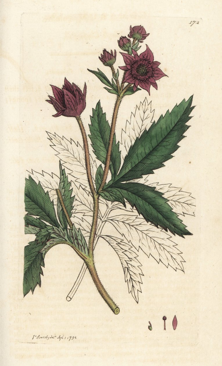 Cinquefoil del pantano, Comarum marsh. Grabado en cobre coloreado a mano por James Sowerby de la obra Botánica inglesa de James Smith, Londres de William Hayes