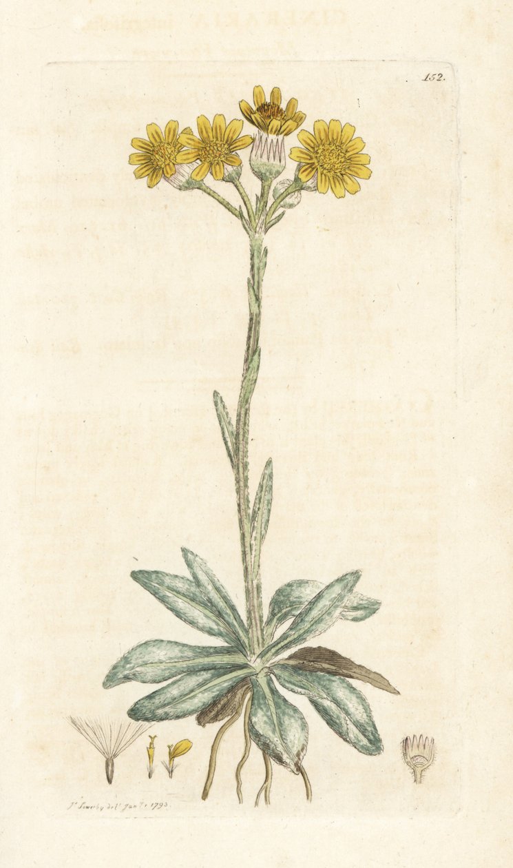 Tephroseris integrifolia (Cineraria integrifolia). Grabado en cobre coloreado a mano por James Sowerby de la obra Botánica inglesa de James Smith, Londres de William Hayes