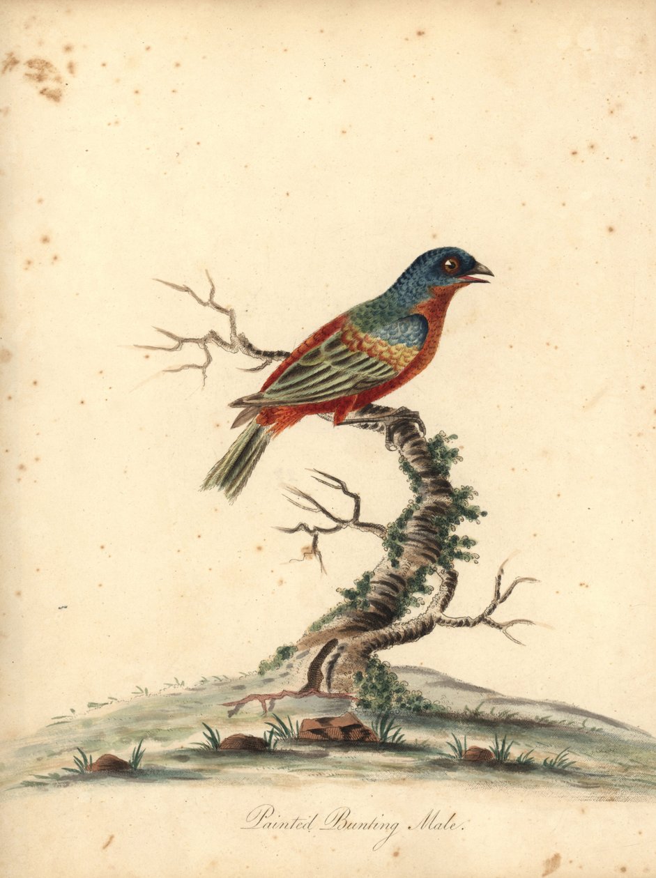 Colorín pintado, Passerina ciris, macho. Casi amenazado. Grabado en cobre coloreado de una ilustración de William Hayes de Portraits of Rare and Curious Birds from the Menagery of Osterly Park (Londres: Bulmer de William Hayes