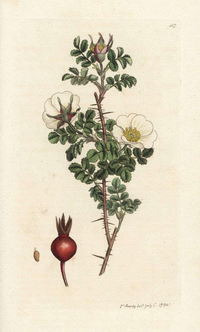 Rosa spinosissima. Grabado en cobre coloreado a mano por James Sowerby de James Smith