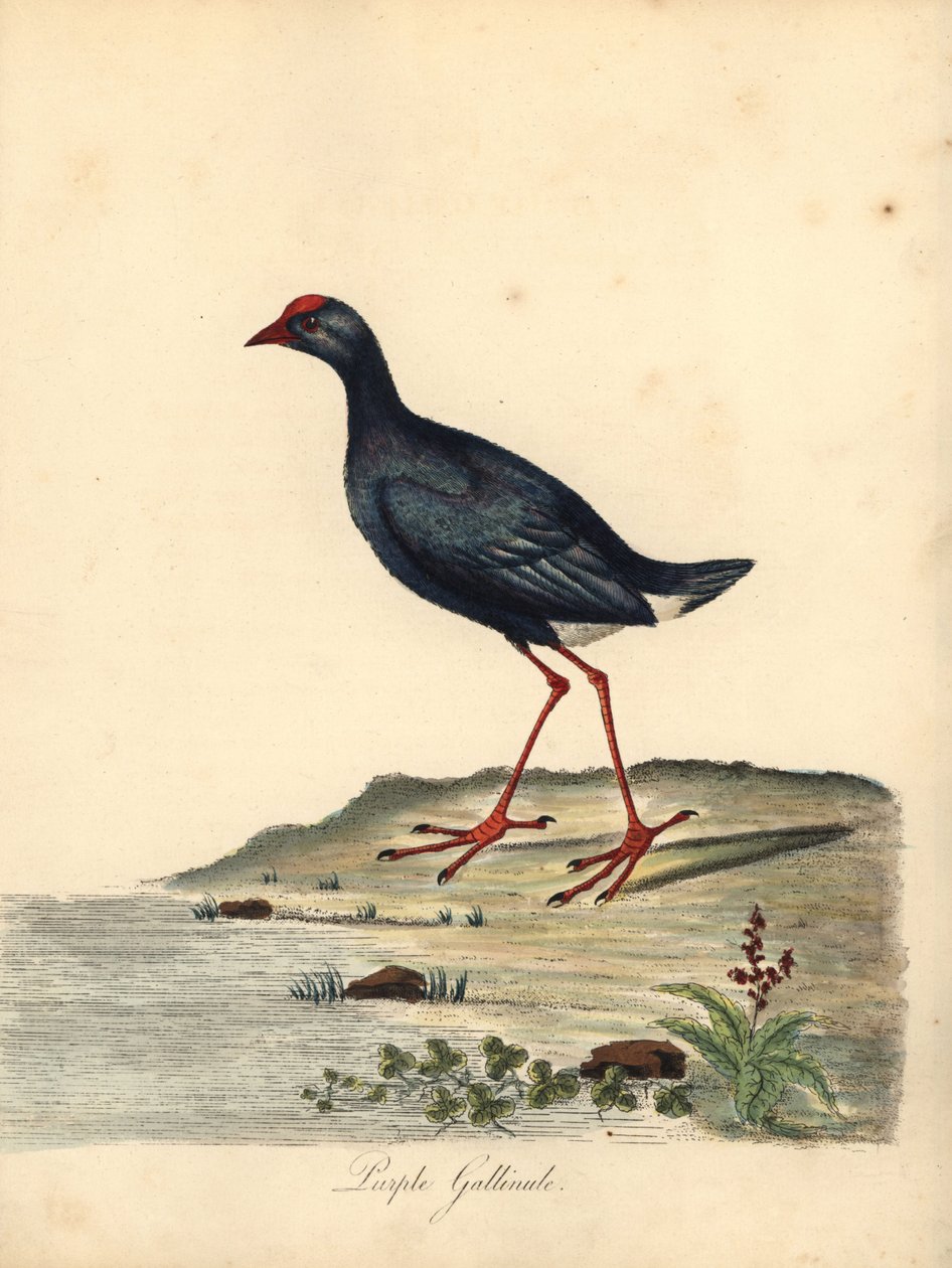 Porphyrio porphyrio. (Gallinácea púrpura, Fulica porphyrio) Grabado en cobre coloreado a mano de una ilustración de William Hayes de Portraits of Rare and Curious Birds from the Menagery of Osterly Park (Londres: Bulmer de William Hayes