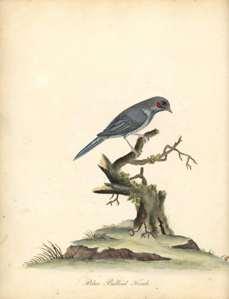 Cordoncillo de mejillas rojas, Uraeginthus bengalus. (Pinzón de vientre azul, Fringilla benghalus.) Grabado en cobre coloreado a mano de una ilustración de William Hayes de Portraits of Rare and Curious Birds from the Menagery of Osterly Park (Londres: Bul de William Hayes