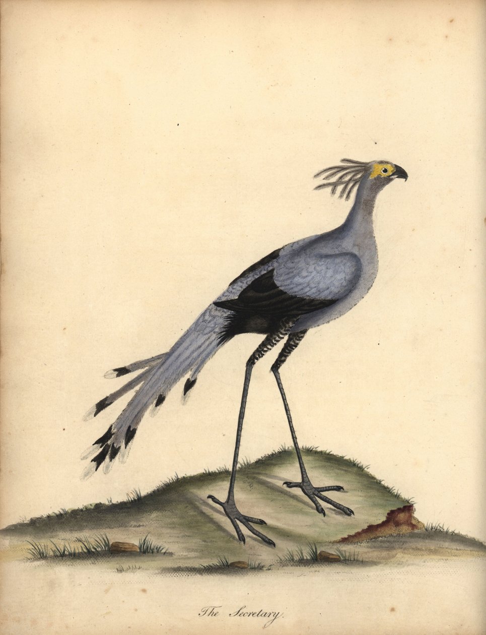 Secretario-ave, Sagitario-serpentario. Vulnerable. (Falco serpentarius) Grabado en cobre coloreado a mano de una ilustración de William Hayes de Portraits of Rare and Curious Birds from the Menagery of Osterly Park. de William Hayes