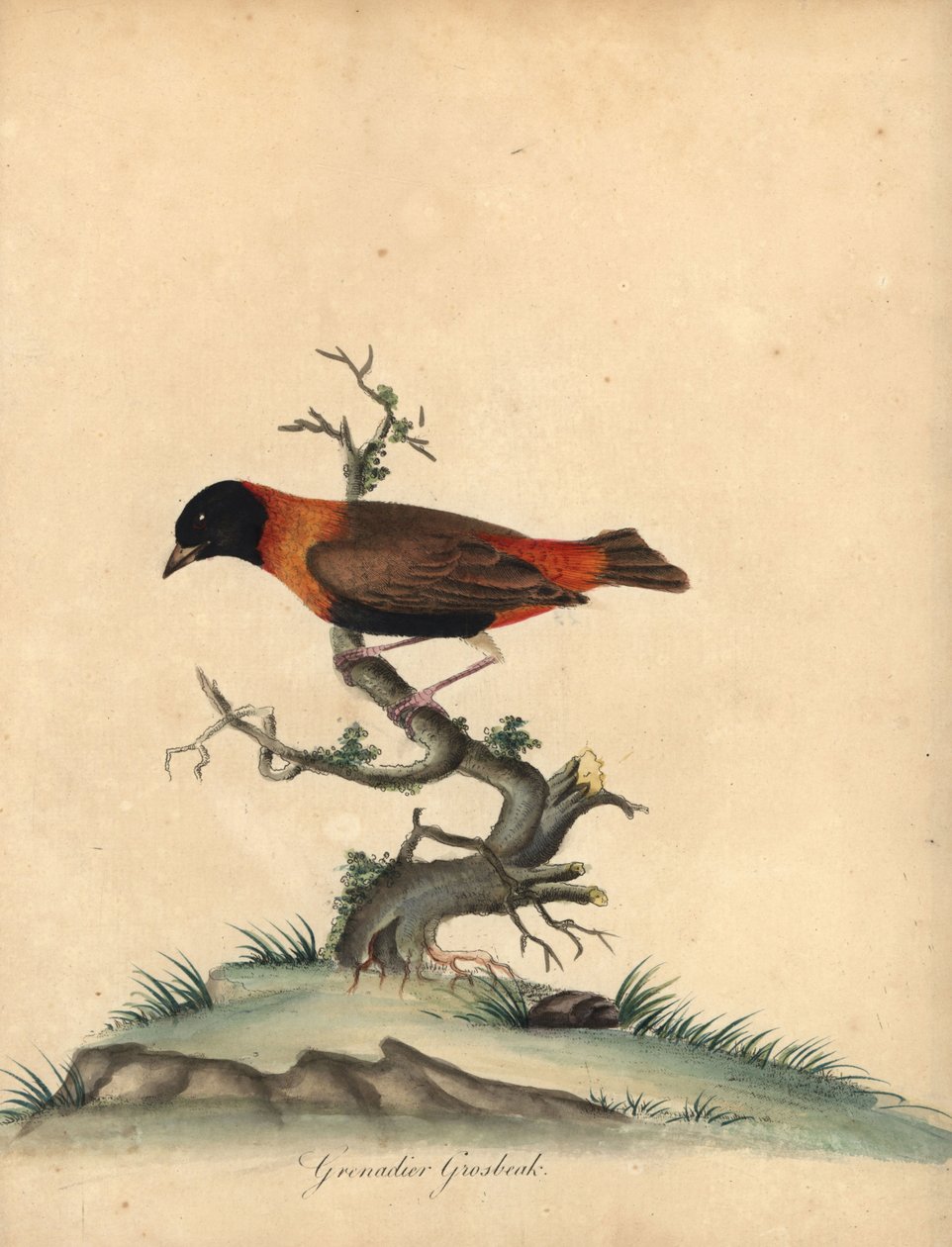 Obispo rojo del sur, Euplectes orix. (Grenadier grosbeak, Loxia orix) Grabado en cobre coloreado a mano de una ilustración de William Hayes de Portraits of Rare and Curious Birds from the Menagery of Osterly Park, Londres: Bulmer de William Hayes