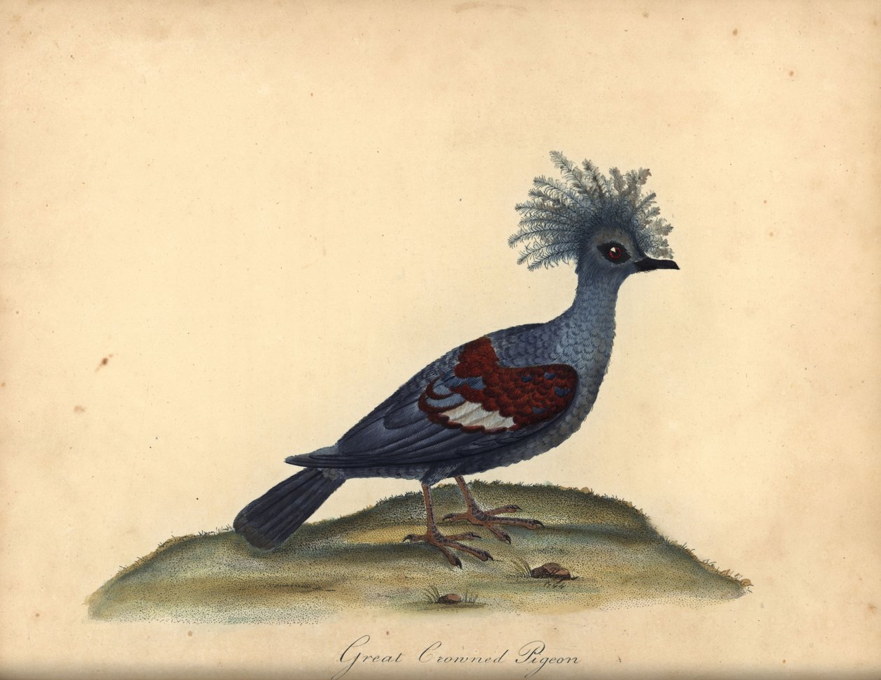 Paloma coronada occidental, Goura cristata. (Paloma india coronada, Columba coronata). Vulnerable. Grabado en cobre coloreado de una ilustración de William Hayes de Portraits of Rare and Curious Birds from the Menagery of Osterly Park (Londres: de William Hayes