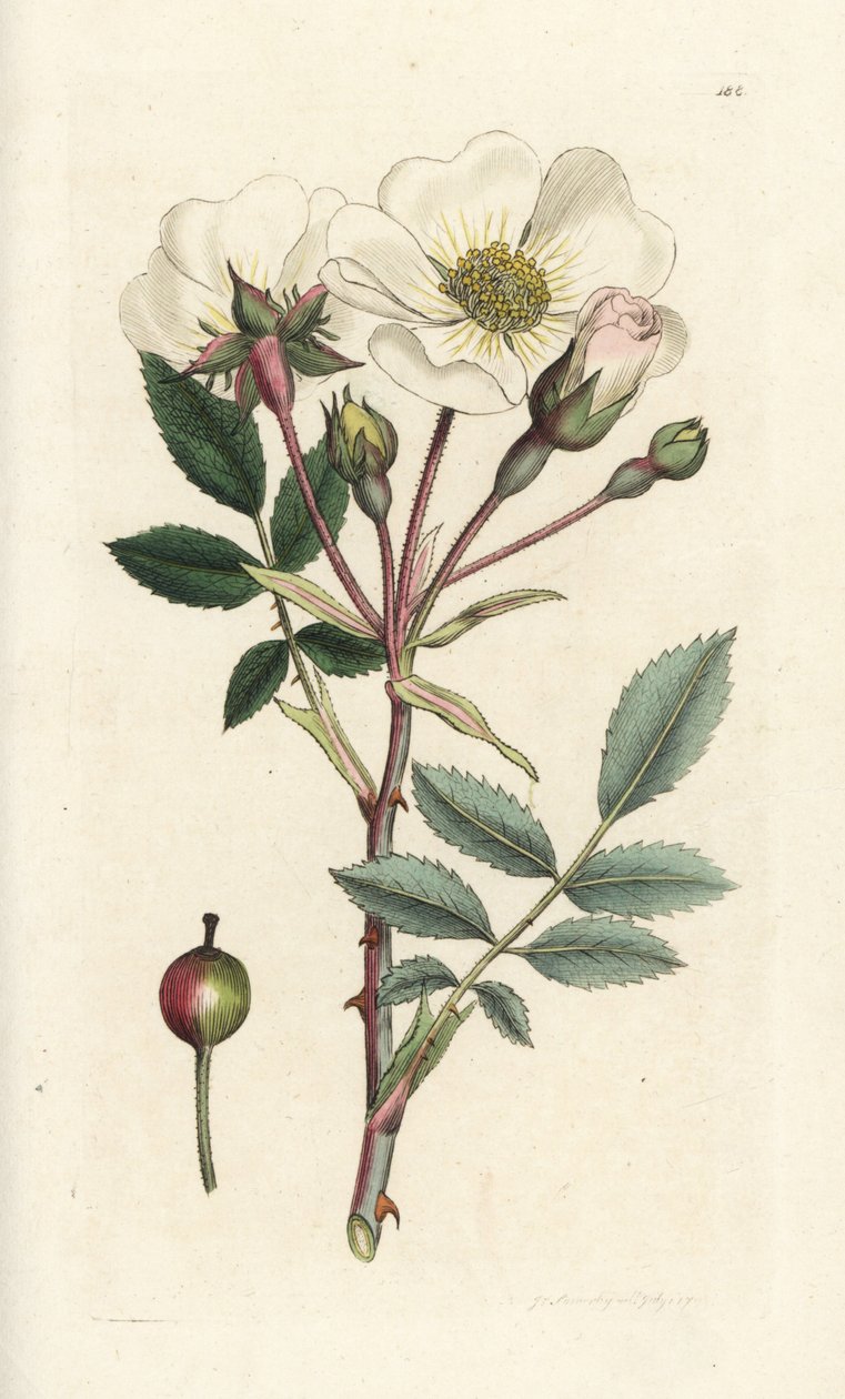 Rosa arvensis. Grabado en cobre coloreado a mano por James Sowerby de la obra Botánica inglesa de James Smith, Londres de William Hayes
