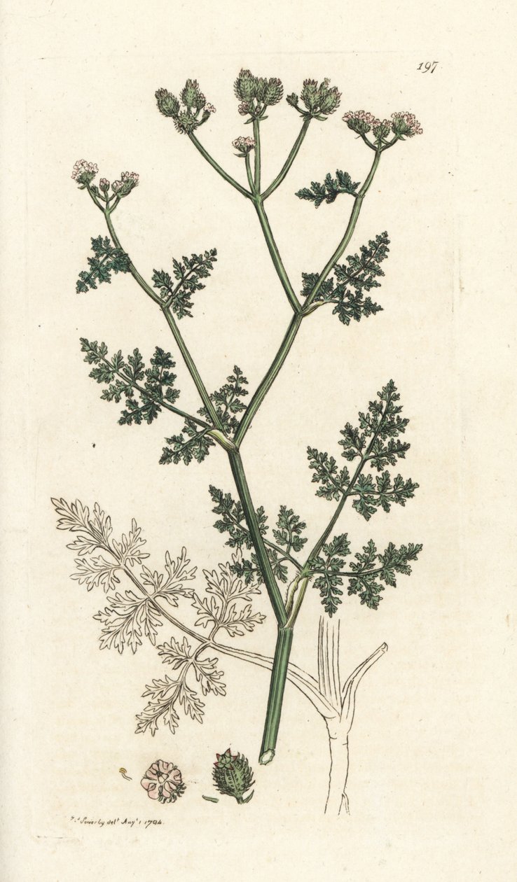 Flor de encaje blanco, Orlaya grandiflora (Pequeño caucalis o perejil basardo, Caucalis daucoides). Grabado en cobre coloreado a mano por James Sowerby de James Smith