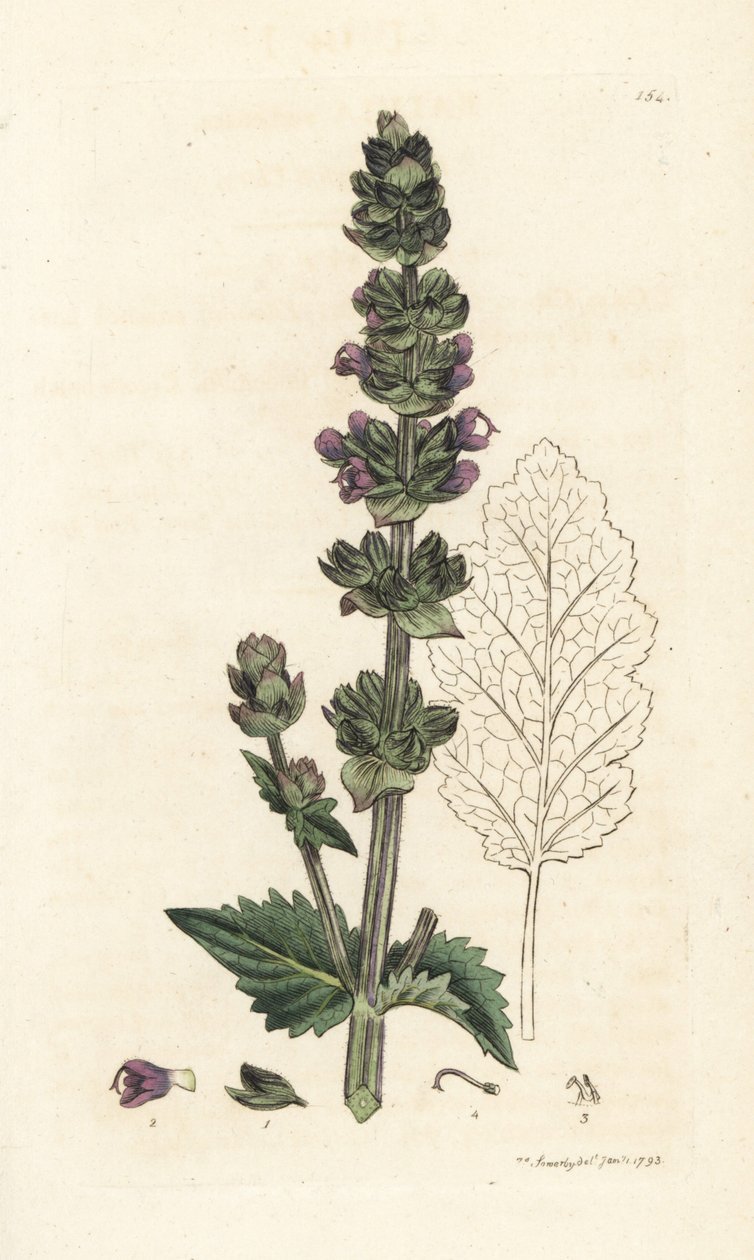 Aligustre inglés silvestre, Salvia verbenaca. Grabado en cobre coloreado a mano por James Sowerby de la obra Botánica inglesa de James Smith, Londres de William Hayes