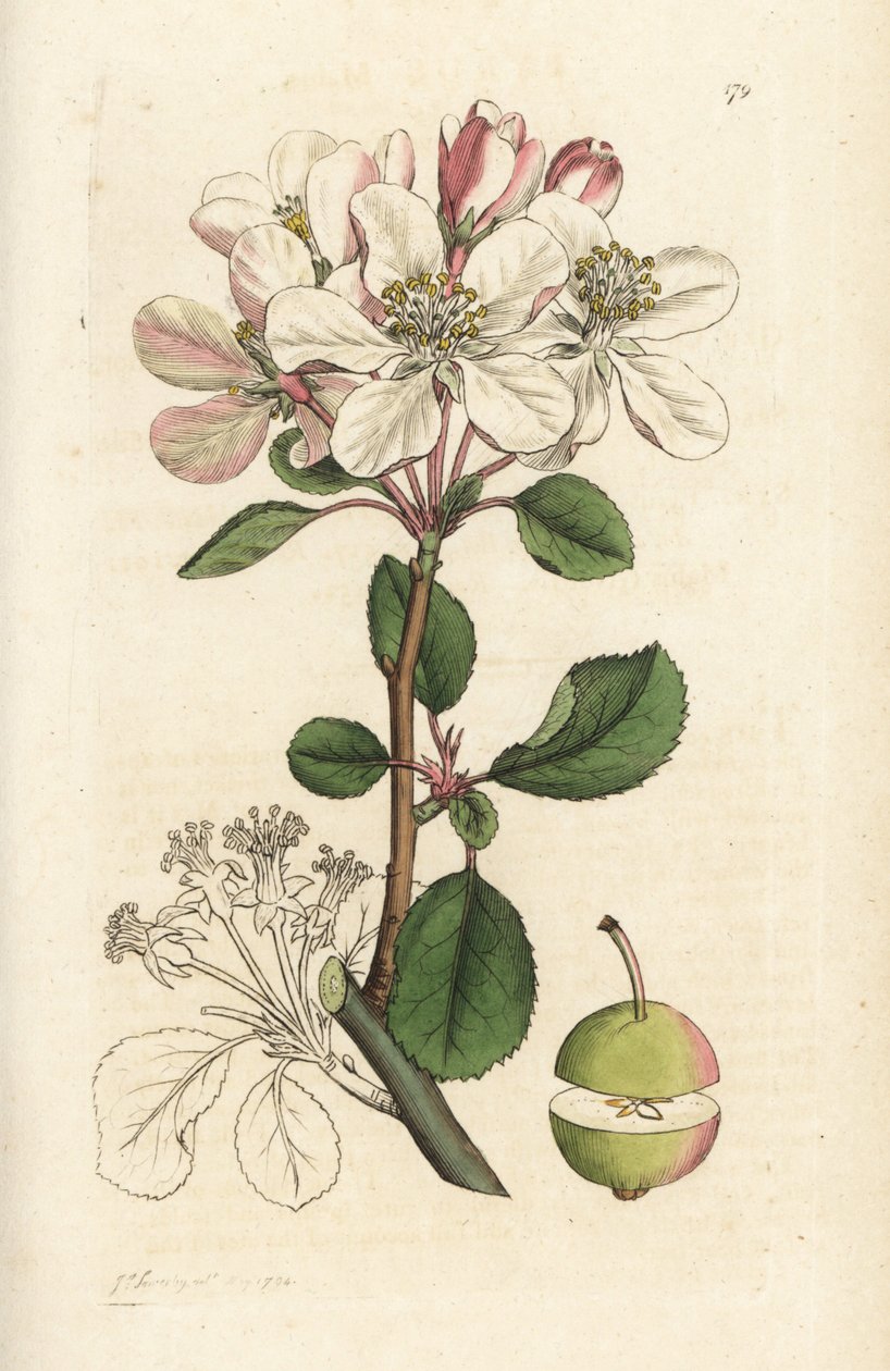 Manzana silvestre o crabtree, Malus domestica (Pyrus malus). Grabado en cobre coloreado a mano por James Sowerby de la obra Botánica inglesa de James Smith, Londres de William Hayes