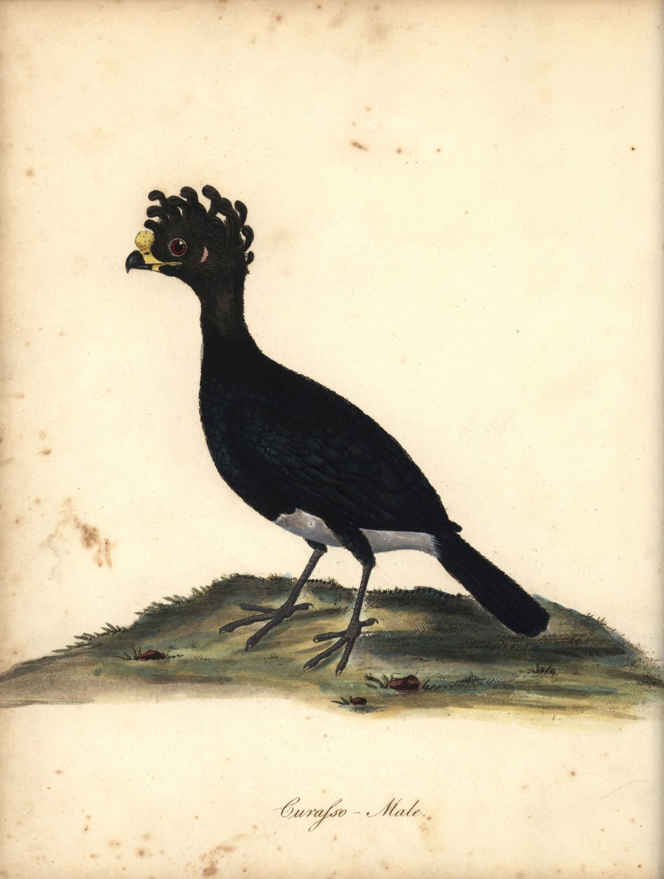 Paujil de pata amarilla, Crax daubentoni, macho. (Curasso, Crax globicera) Casi amenazado. Grabado en cobre coloreado a mano de una ilustración de C. Hayes de la obra de William Hayes Portraits of Rare and Curious Birds from the Menagery of Osterly Park (L de William Hayes