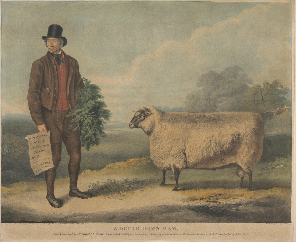 Un carnero de South Down; de 3 años de edad, criado por el Sr. Thomas Crisp, Gedgrave Hall, Suffolk, por el que se concedió un premio de 30 Severeigns en la reunión anual de la R.A.S. en Cambridge, el 15 de julio de 1840. de William Henry Davis