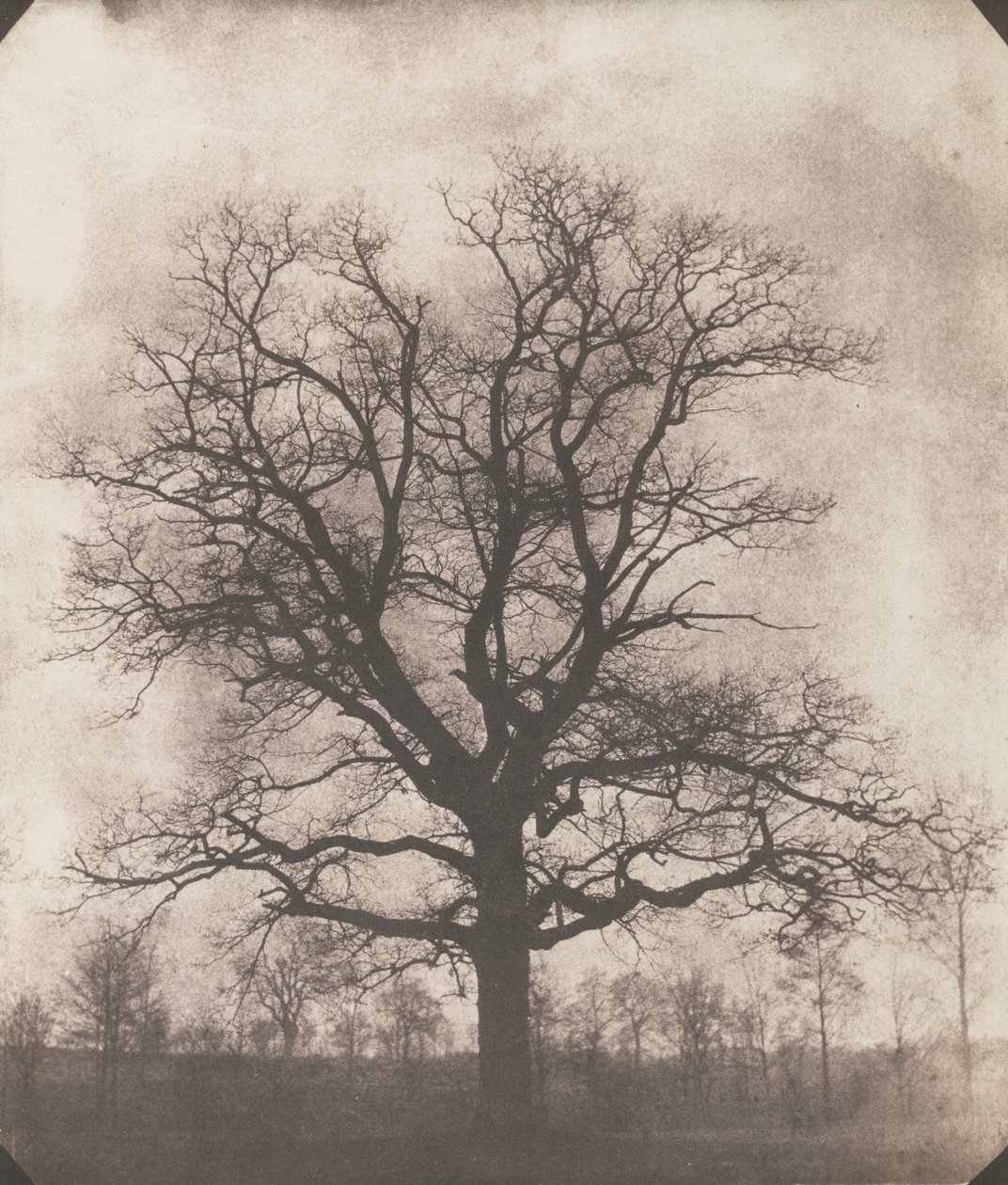 Un roble en invierno, c.1892-93 (calotipo negativo) de William Henry Fox Talbot
