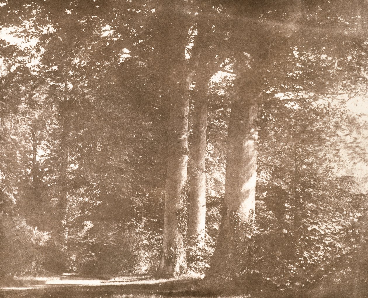 Árboles de Haya, Abadía de Lacock de William Henry Fox Talbot