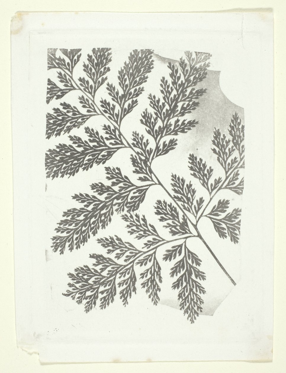Rama de helecho de William Henry Fox Talbot