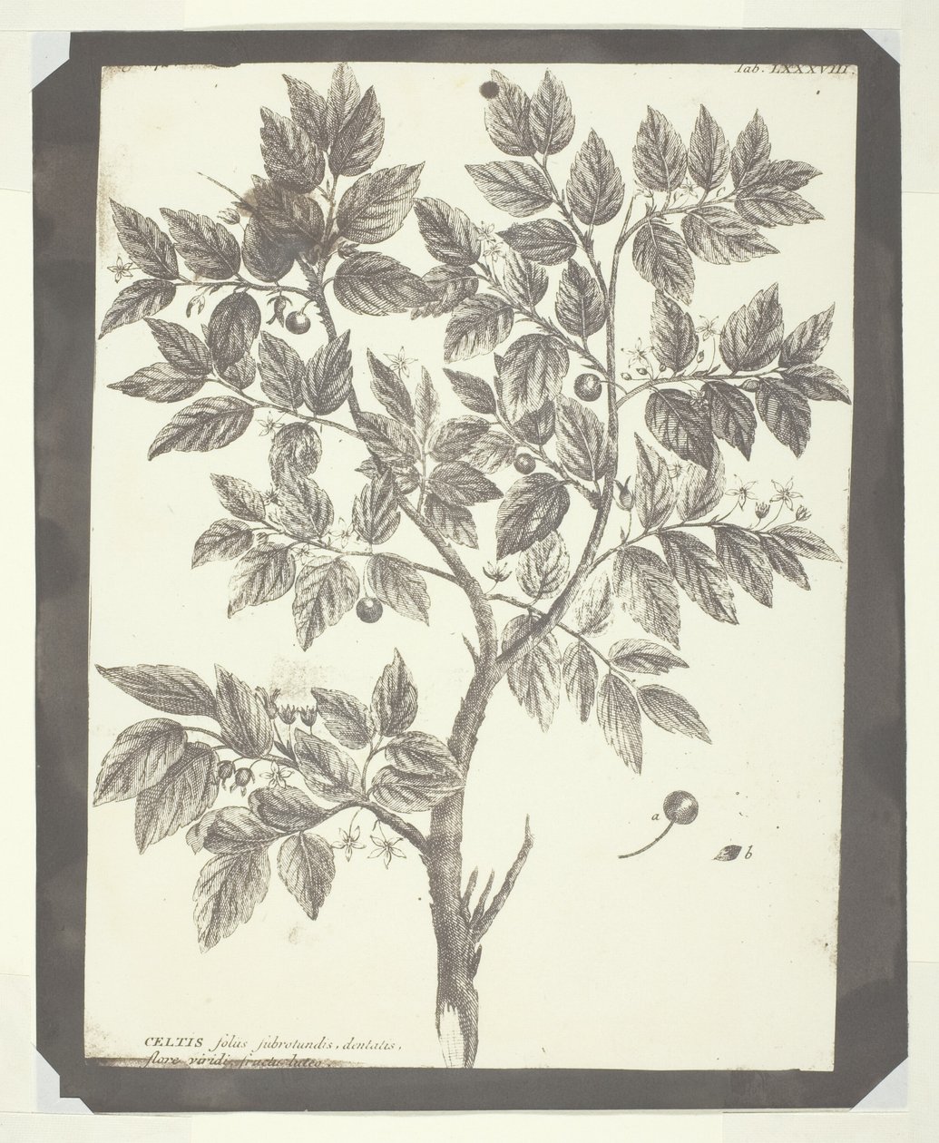 Copia del grabado botánico de "Celtis" de William Henry Fox Talbot